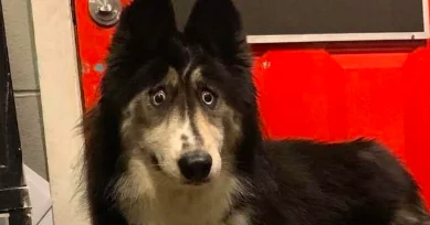 Il cane più buffo del mondo trova casa grazie a Facebook